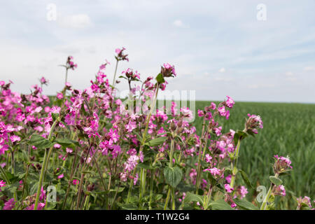 Wildflower Marge neben Weizen South West England Stockfoto