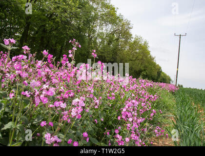 Wildflower Marge neben Weizen South West England Stockfoto