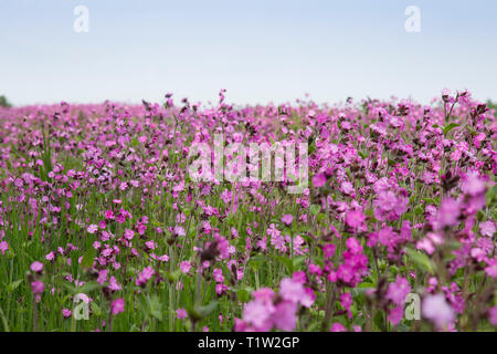 Wildflower Marge neben Weizen South West England Stockfoto