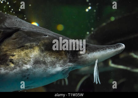 Stör Fisch schwimmt im Aquarium von ozeanarium. Stör Fisch Stockfoto