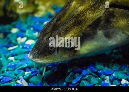 Stör Fisch schwimmt im Aquarium von ozeanarium. Stör Fisch Stockfoto