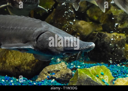 Stör Fisch schwimmt im Aquarium von ozeanarium. Stör Fisch Stockfoto