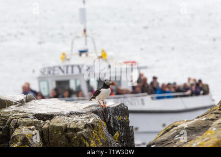 [Puffin Fratercula arctica] auf die Farne Islands, Northumberland, Großbritannien mit touristischen Boot unscharf im Hintergrund Stockfoto