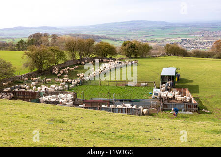 Rundung auf Schafe auf den Cotswolds am Broadway Hill, Broadway, Worcestershire, Großbritannien Stockfoto