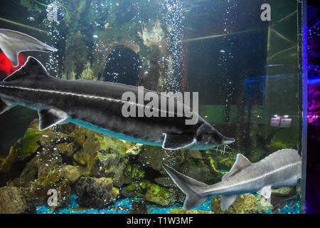 Stör Fisch schwimmt im Aquarium von ozeanarium. Stör Fisch Stockfoto
