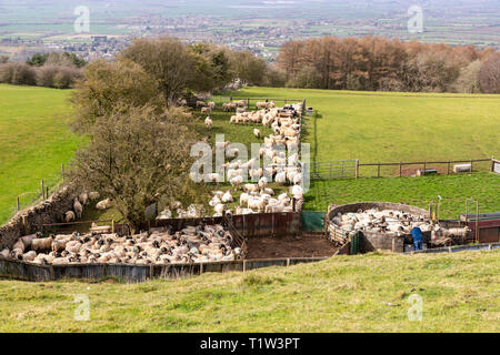 Rundung auf Schafe auf den Cotswolds am Broadway Hill, Broadway, Worcestershire, Großbritannien Stockfoto