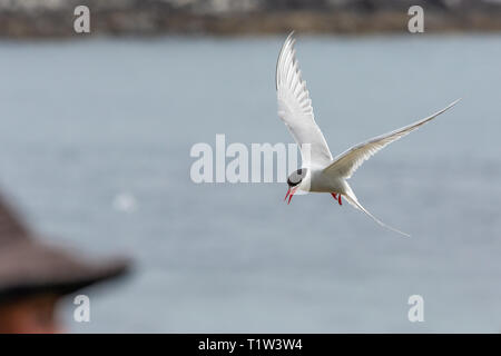 Küstenseeschwalbe [Sterna Paradisaea] Farne Islands, Northumberland, Großbritannien Stockfoto