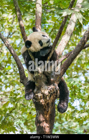 Panda (Ailuropoda lalage) auf einem Baum in Chengdu, Sichuan, China schlafen. Bild vertikal Stockfoto