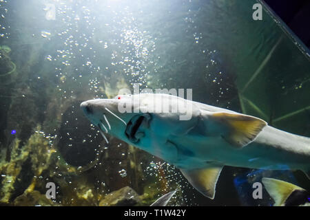 Stör Fisch schwimmt im Aquarium von ozeanarium. Stör Fisch Stockfoto