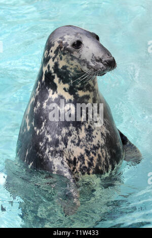 Graue Dichtung Halichoerus grypus Stockfoto