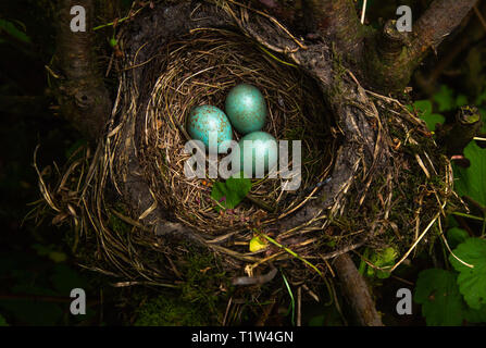 [Amsel Turdus merula] Nest mit 3 Eier Stockfoto