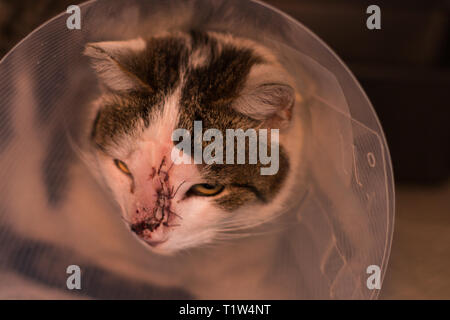 Katze mit Halsband nach Tumorchirurgie entfernen Stockfoto