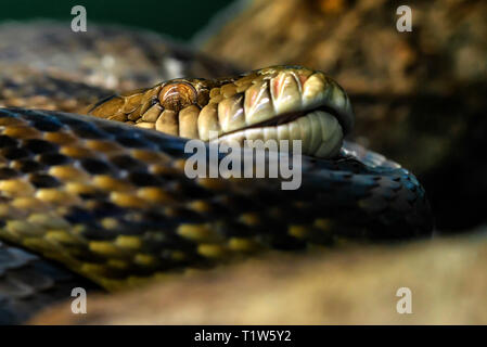 Asiatische Python Python molurus specie Ansicht schließen Stockfoto