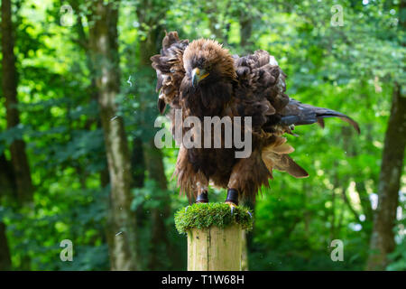 "Orla" Captive Golden Eagle [Aquila Chrysaetos] am Loch Lomond Raubvogel Centre, Balloch, Schottland Stockfoto