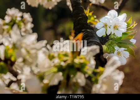 Die weißen Blüten von Obst Baum auf einen Ast. Einige Blumen unscharf Stockfoto