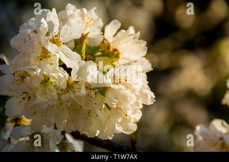 Eine Gruppe von weißen Blumen der einen Obstbaum, mit Sonnenuntergang oder Sunrise Licht Stockfoto