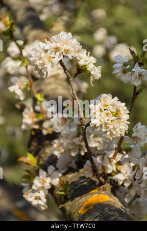 Die weißen Blüten von Obst Baum in einem kleinen Zweig wächst Stockfoto