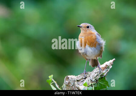 Robin [Erithacus rubecula] auf Post mit Efeu Stockfoto