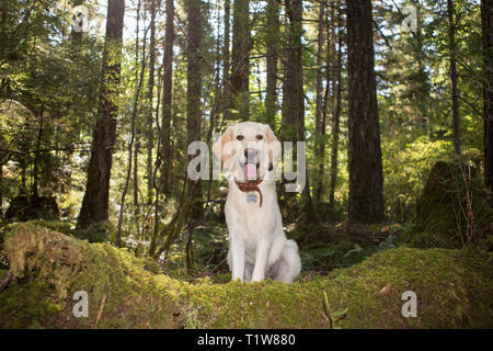 Fünf Monate alten Labrador Retriever Welpen im Wald Stockfoto