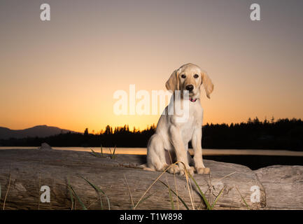 Gelb 3 Monate alten Labrador Retriever Welpen bei Sonnenuntergang am Strand Stockfoto