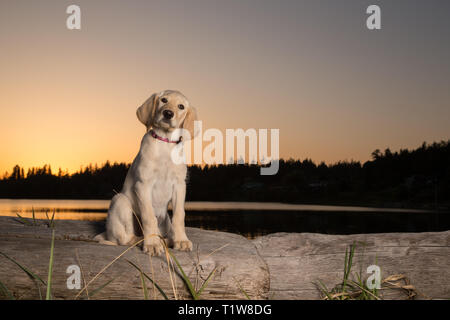 Gelb 3 Monate alten Labrador Retriever Welpen bei Sonnenuntergang am Strand Stockfoto