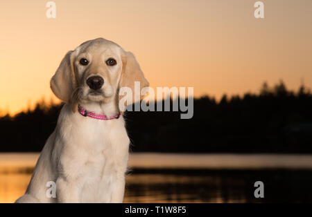 Gelb 3 Monate alten Labrador Retriever Welpen bei Sonnenuntergang am Strand Stockfoto