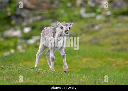 Rentiere (Rangifer tarandus) Kalb in der Tundra im Sommer, Svalbard/Spitzbergen, Norwegen Stockfoto