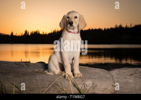 Gelb 3 Monate alten Labrador Retriever Welpen bei Sonnenuntergang am Strand Stockfoto