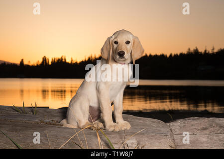 Gelb 3 Monate alten Labrador Retriever Welpen bei Sonnenuntergang am Strand Stockfoto