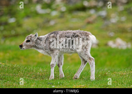 Rentiere (Rangifer tarandus) Kalb in der Tundra im Sommer, Svalbard/Spitzbergen, Norwegen Stockfoto