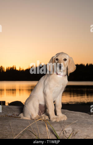 Gelb 3 Monate alten Labrador Retriever Welpen bei Sonnenuntergang am Strand Stockfoto