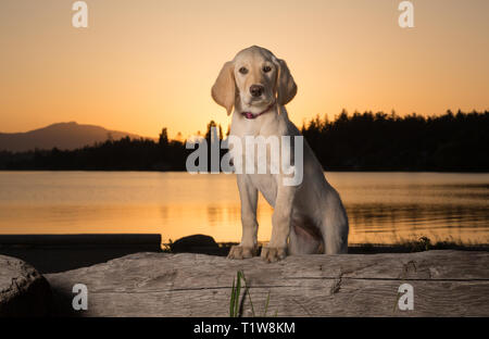 Gelb 3 Monate alten Labrador Retriever Welpen bei Sonnenuntergang am Strand Stockfoto