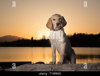 Gelb 3 Monate alten Labrador Retriever Welpen bei Sonnenuntergang am Strand Stockfoto