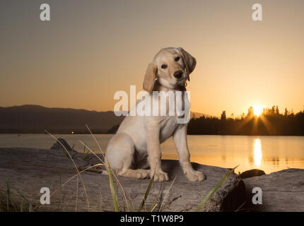 Gelb 3 Monate alten Labrador Retriever Welpen bei Sonnenuntergang am Strand Stockfoto