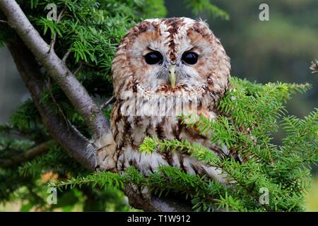 Eine schöne Waldkauz sitzen so suchen cute Stockfoto