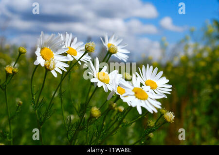 White Daisy Flowers auf der grünen Wiese voller Blumen. Close-up. Sommerzeit Stockfoto