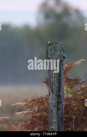 Zaunpfahl im Morgengrauen Stockfoto