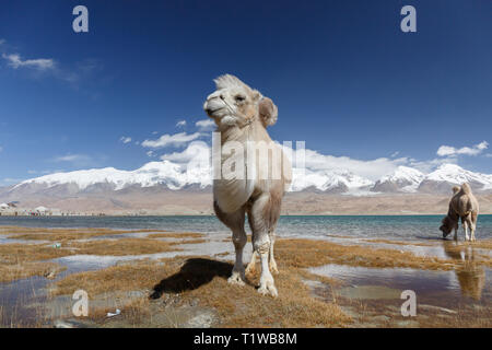 Weiße Kamel posiert am See Karakul II (Karakorum Highway, Xinjiang, China) Stockfoto