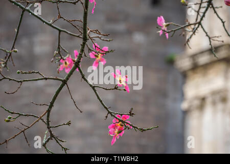 Silk floss Tree oder chorisia speciosa Blumen in voller Blüte mit alten Mauern als Hintergrund Stockfoto