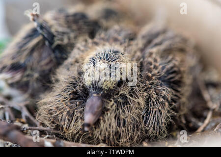 Baby Laughing dove (Streptopelia senegalensis) feedlings - Neugeborene warten in Dove Nest für Lebensmittel mit wachsenden neuen Federn - Makro - ganz in der Nähe Stockfoto