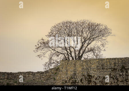 Nahaufnahme einer Festung Kalemegdan Steinwände und einen Baum ohne Blätter an den Zweigen Stockfoto