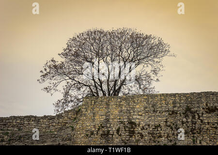 Nahaufnahme einer Festung Kalemegdan Steinwände und einen Baum ohne Blätter an den Zweigen Stockfoto