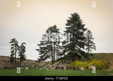 Holzbänke in der Festung Kalemegdan Park Faltenbalg ein malerischer Bäume und gelbe Blumen während der Goldenen Stunde Stockfoto