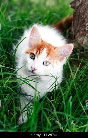 Hohe Betrachtungswinkel und einer schönen, weißen und roten Kitten im Gras sitzen und Suchen Stockfoto