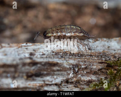 Glänzend woodlouse, Oniscus asellus Stockfoto