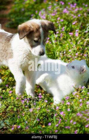 Einen Welpen spielt mit einer weißen Kätzchen in eine Blume, Feld Stockfoto