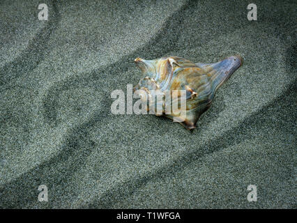 Shell von genoppte Wellhornschnecken (busycon Carica) am Sandstrand in South Carolina. Stockfoto