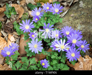 Blautöne anemone Blumen (Anemone blanda) im Garten in Mitte März in Central Virginia. Stockfoto