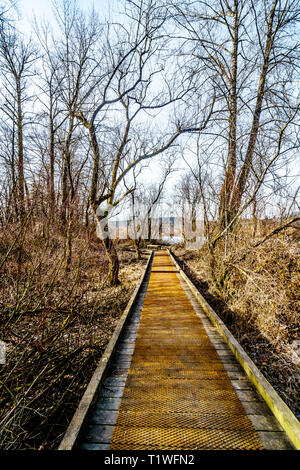 Wanderweg aus Pappel Bar bis hin zu 2-bit-Bar im Glen Valley Regional Park in der Nähe von Fort Langley, British Columbia, Kanada an einem schönen Wintertag Stockfoto