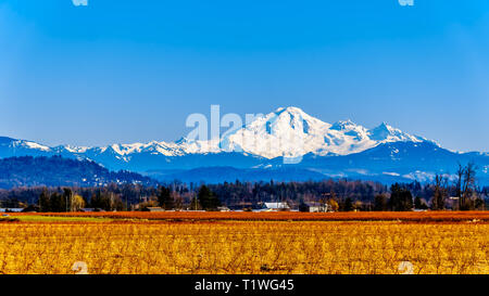 Mount Baker, einem schlafenden Vulkan im Staat Washington, gesehen von der Heidelbeere Felder von Glen Valley in der Nähe von Lethbridge in British Columbia, Kanada Stockfoto